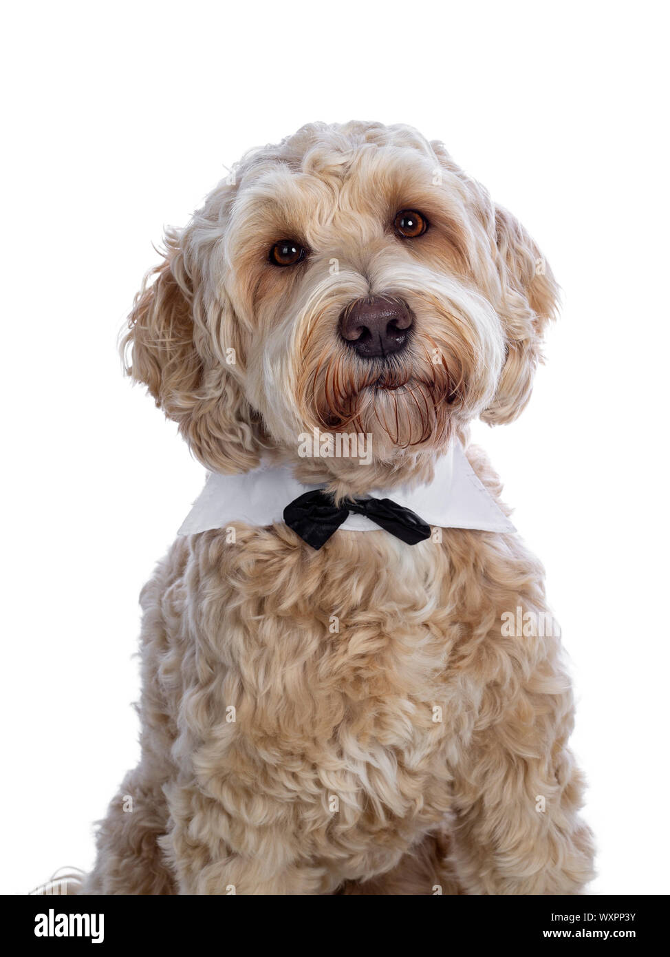 Head shot of sweet jeune femelle adulte Labradoodle soyeux portant collier gala et noeud papillon, à tout droit à l'appareil photo avec les yeux bruns. Isolated on white Banque D'Images