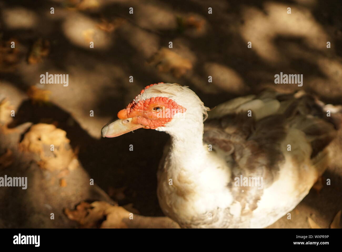 Un canard gris blanc rouge avec un visage laid Banque D'Images