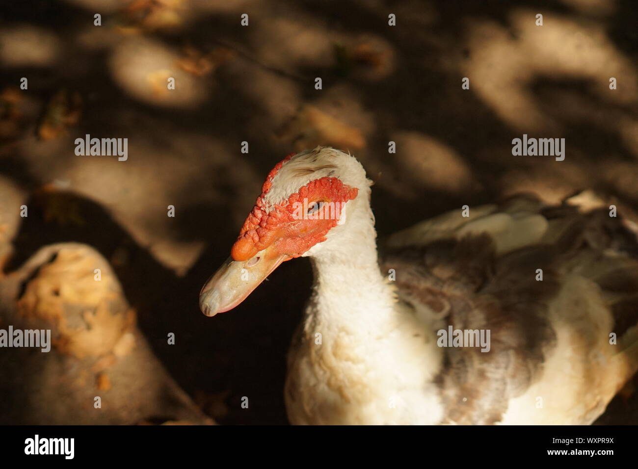 Un canard gris blanc rouge avec un visage laid Banque D'Images