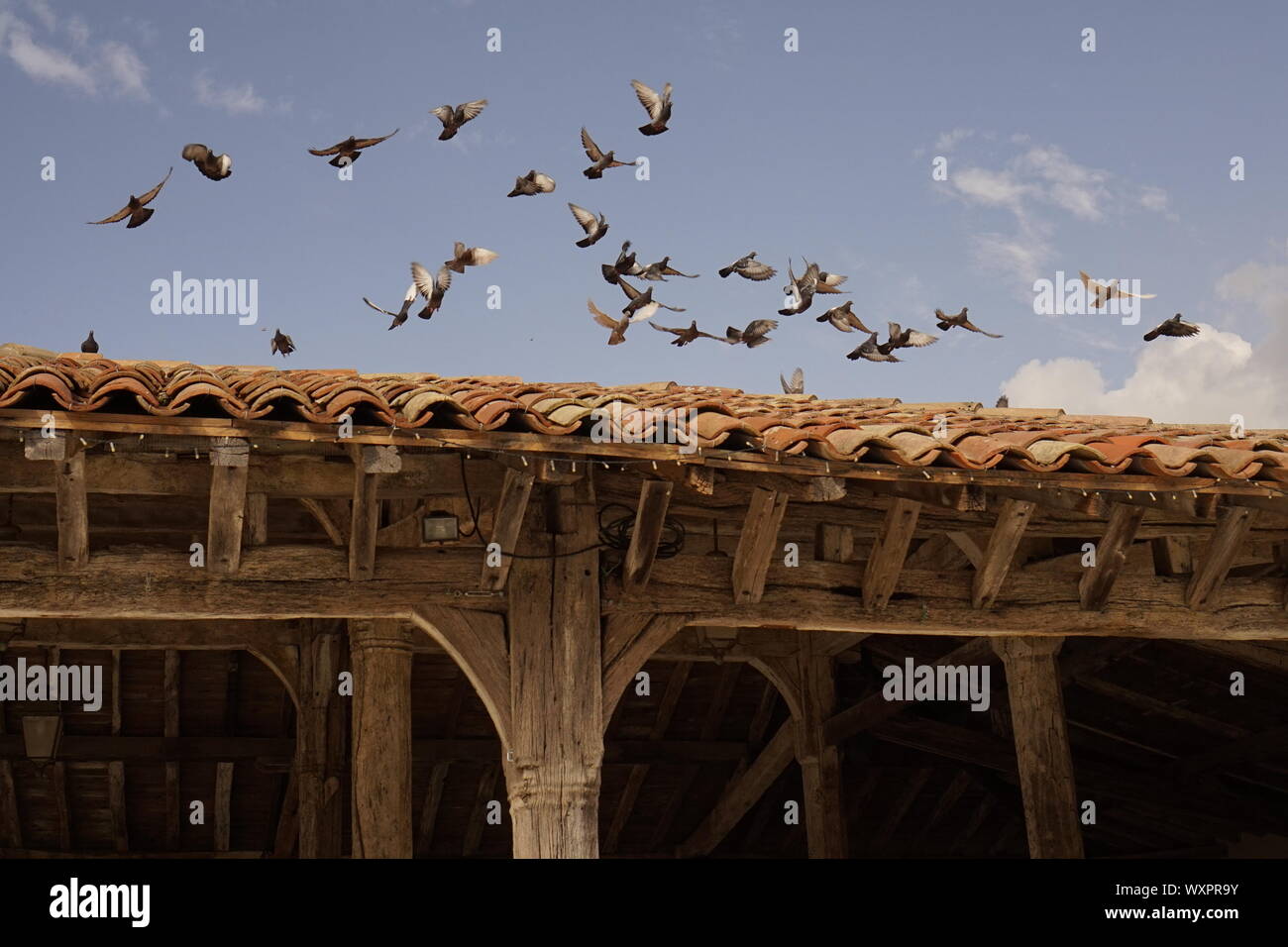Les oiseaux à l'écart de la place d'un village sur le toit, lieu de rencontre Banque D'Images