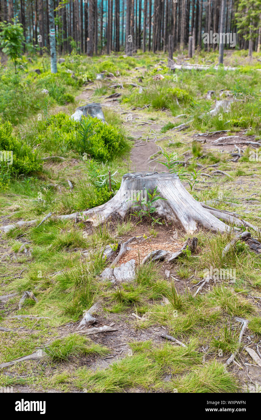 L'abattage d'arbres. 38mm couché dans l'herbe. Banque D'Images