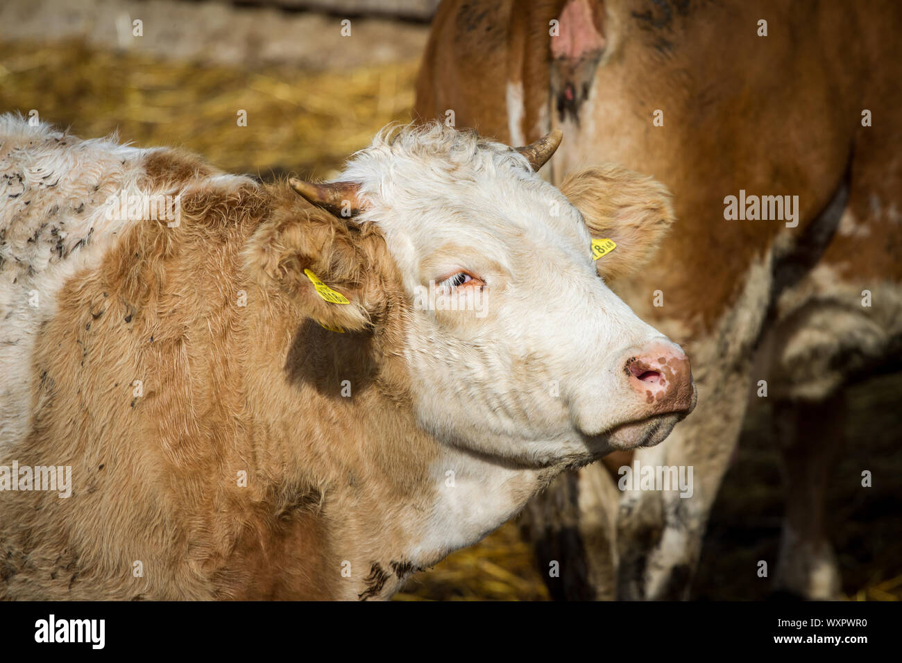 Free Range cow Banque D'Images