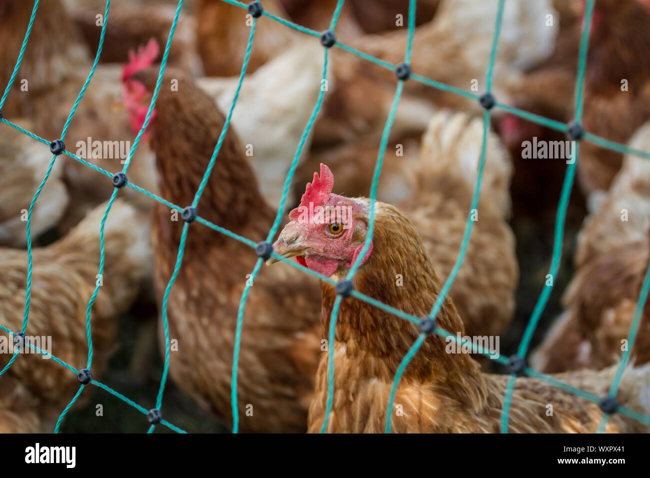 Un troupeau de brown free range chicken de ponte des poules, derrière une clôture Banque D'Images