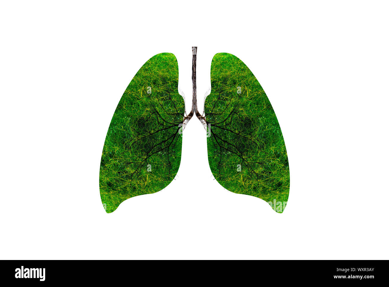L'arbre vert en forme de poumon-images, des concepts médicaux, l'autopsie, affichage 3D et les animaux comme un élément Banque D'Images