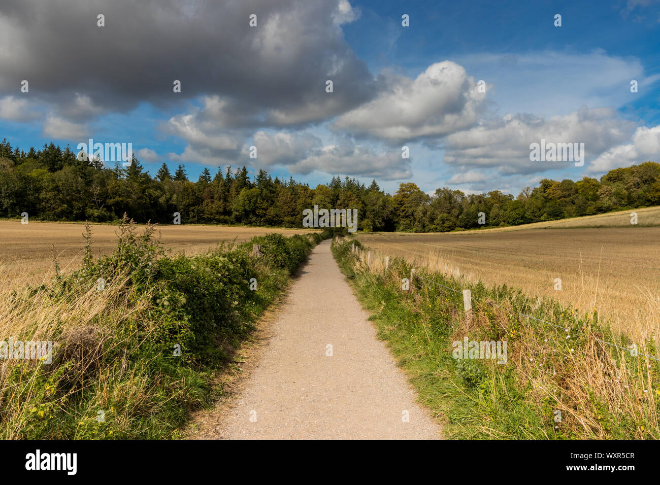 Sentier de Kingley Vale, West Stoke près de Chichester, West Sussex, UK Banque D'Images