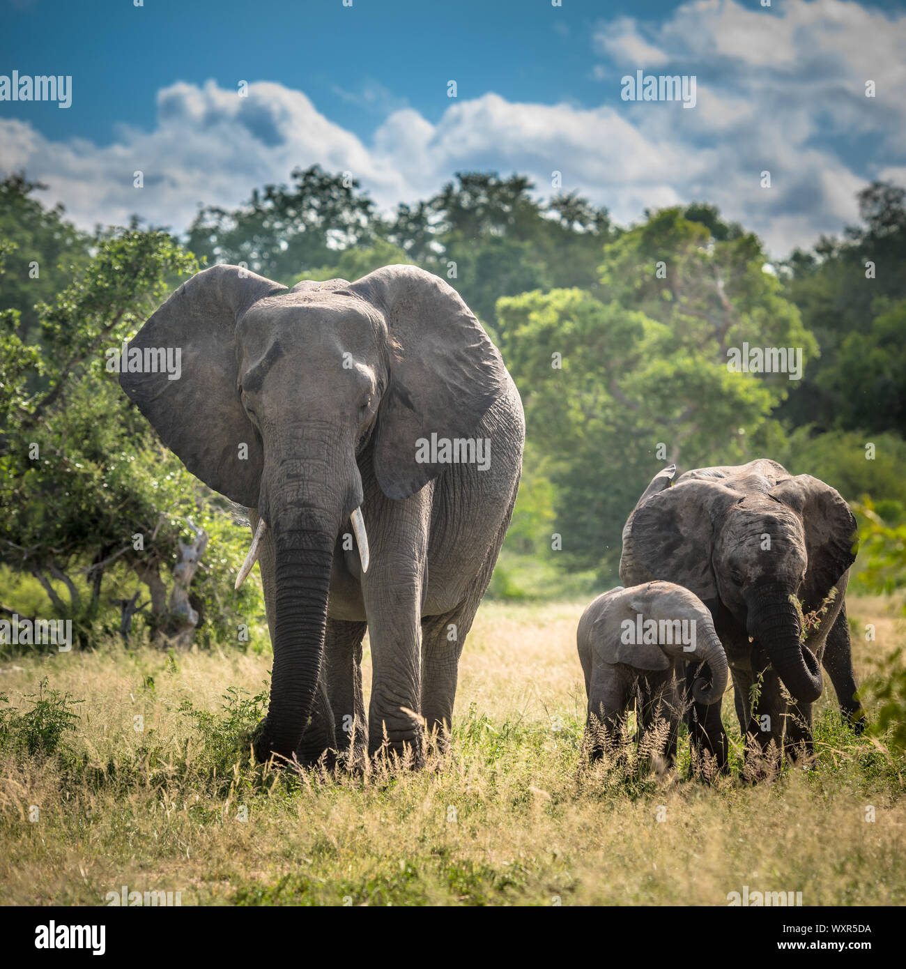 Famille d'éléphants dans le parc national Kruger, Afrique du Sud. Banque D'Images