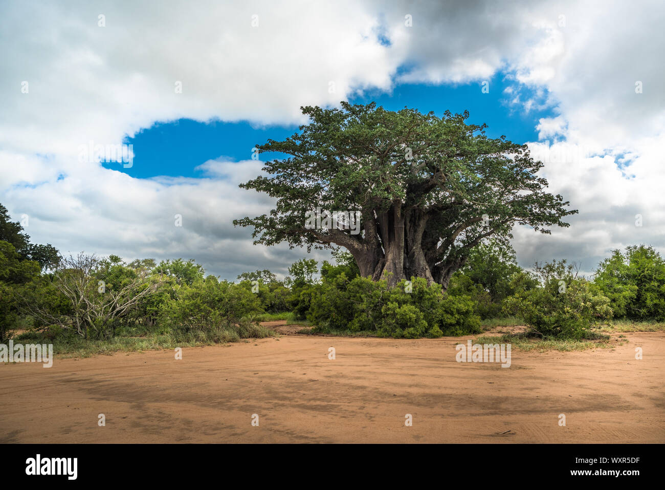 Big baobab dans le Parc National Kruger, Afrique du Sud Banque D'Images