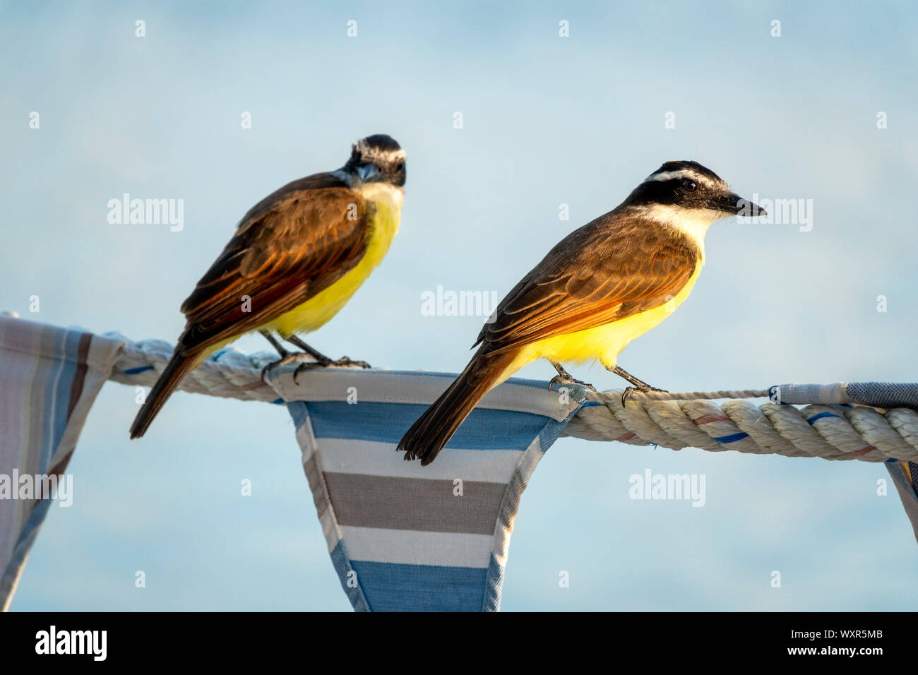 Deux Kiskadees perché sur corde bunting contre un flou d'arrière-plan d'eau Banque D'Images