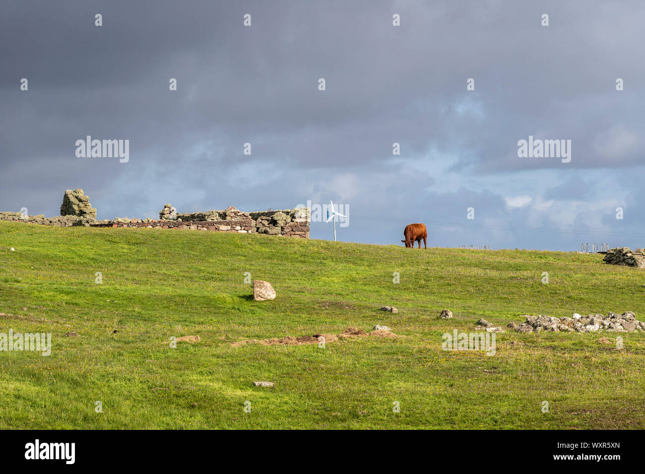 Ruiné lapidé cottages avec vache et moulin à Mainland, Shetland, Scotland, UK Banque D'Images
