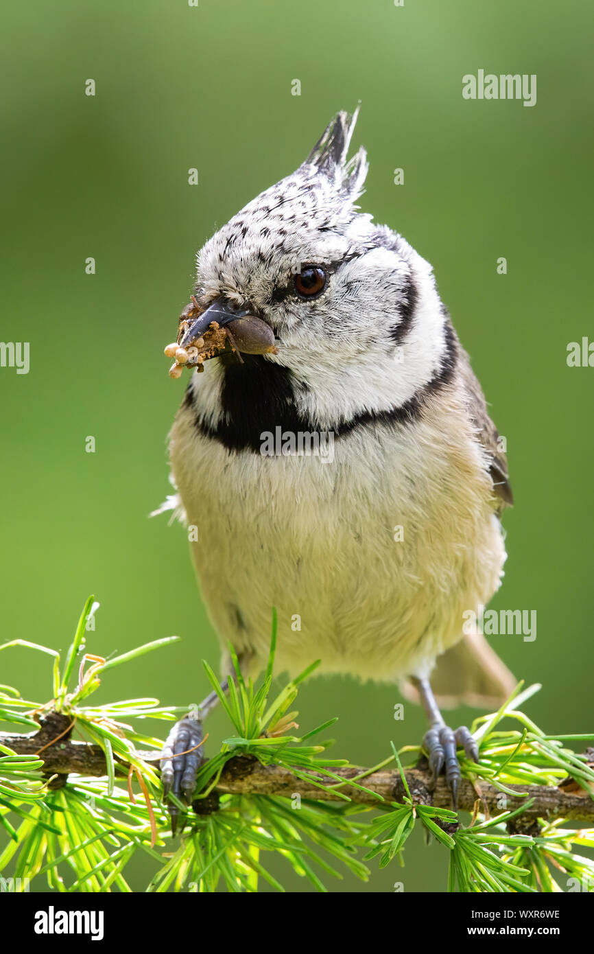 Close-up of crested tit assis sur une branche de mélèze holding insecte dans beak Banque D'Images