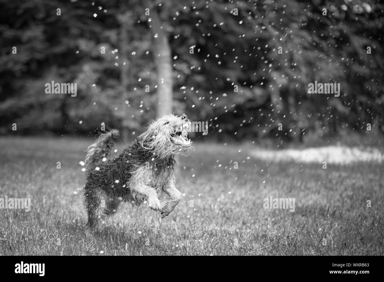 Welsh Terrier. Chien jouant avec de l'eau ou la lutte contre le flux. Photo en noir et blanc. Banque D'Images