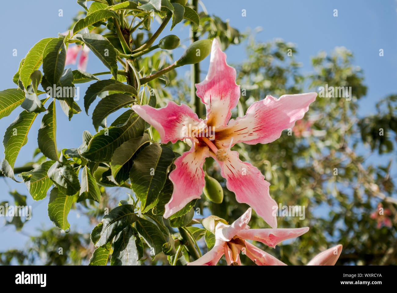 Seule Fleur d'arbre de soie (Ceiba speciosa). L'Espagne. Banque D'Images