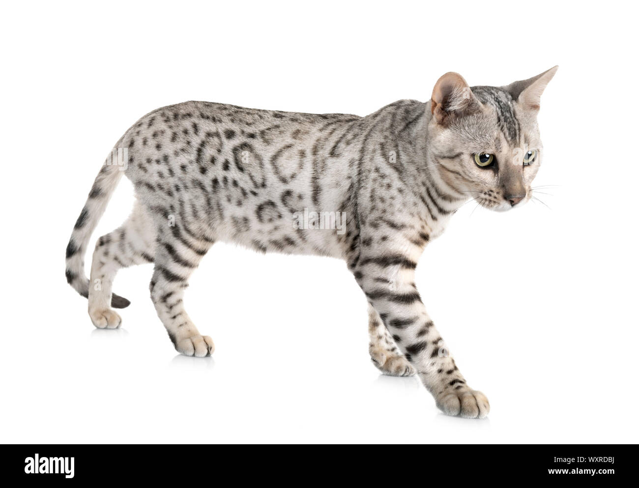 Bengal Cat in front of white background Banque D'Images