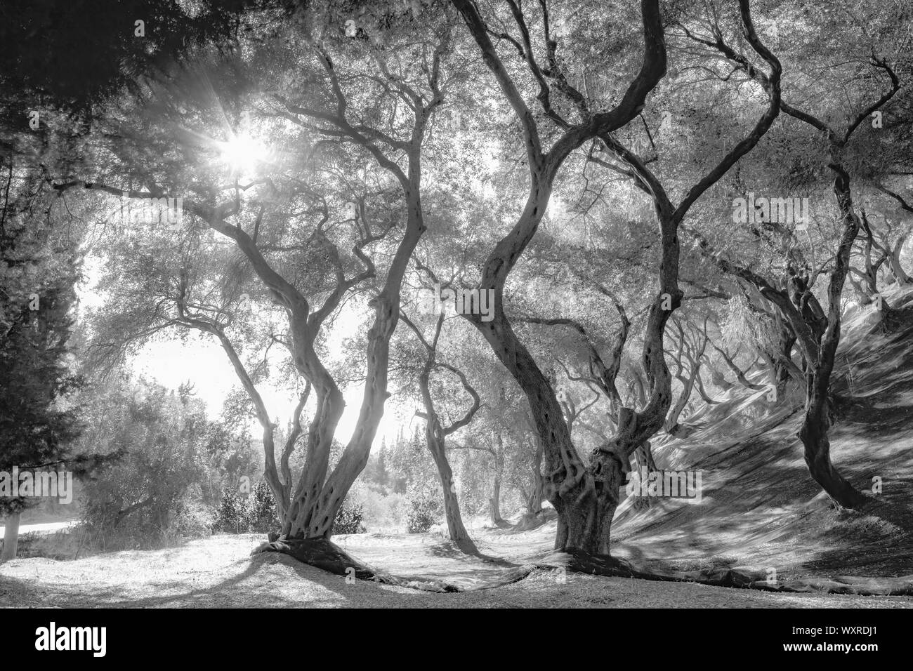 Champ d'oliviers, arbres aux troncs tordus, Ombres et lumière jouer sous les arbres très denses avec des couronnes. Photo en noir et blanc. Banque D'Images