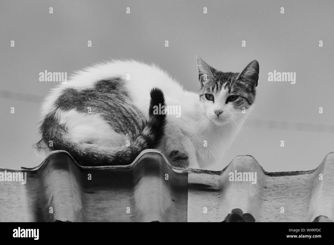 Cat animal en couleur noir et blanc Banque D'Images