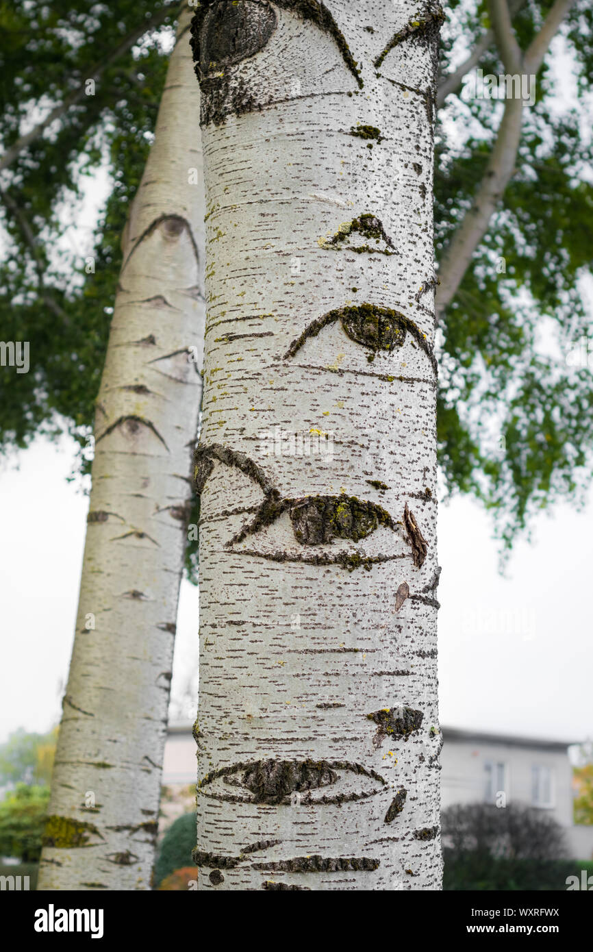 Gray le peuplier (Populus x canescens). Arbre généalogique avec les yeux. Banque D'Images