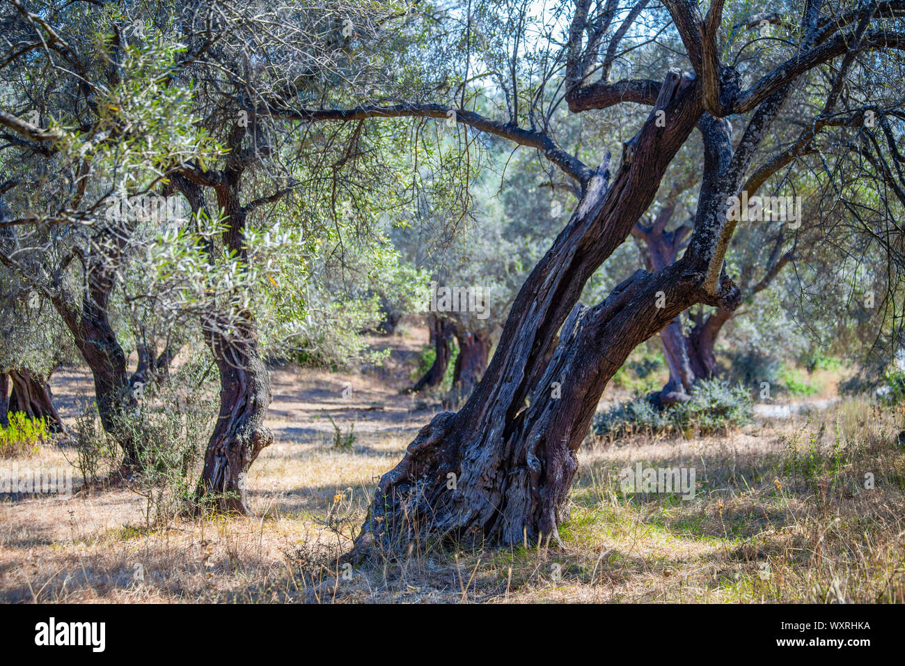 Olivier millénaire grove sur l'île de Lefkada, Grèce / Athènes Banque D'Images