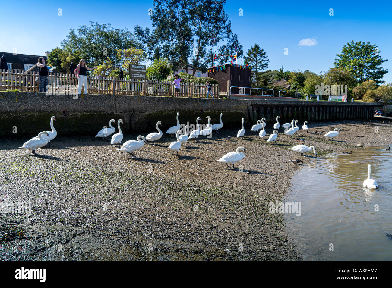 Les grands cygnes tuberculés blancs de Hullbridge et Woodham Ferrers Battlebridge Bassin, sur la rivière Crouch Faible niveau niveau de l'eau proche de l'image Banque D'Images