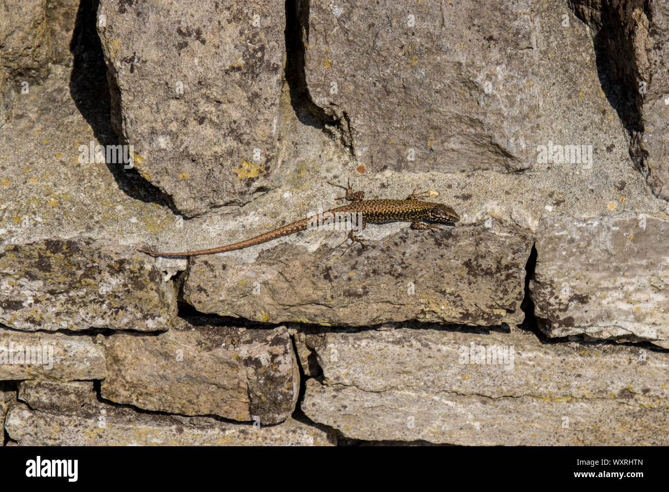 Lézard des murailles sur un mur en pierre sèche près de Château de Durlston Country Park Durlston, Swanage, Dorset, UK. Banque D'Images