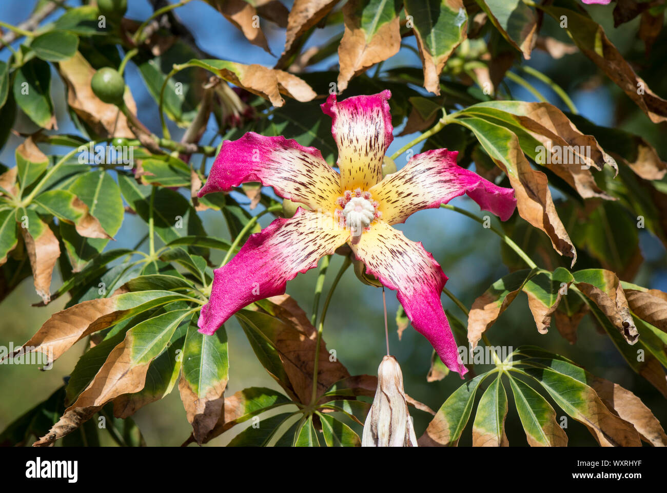 Seule Fleur d'arbre de soie (Ceiba speciosa). L'Espagne. Banque D'Images