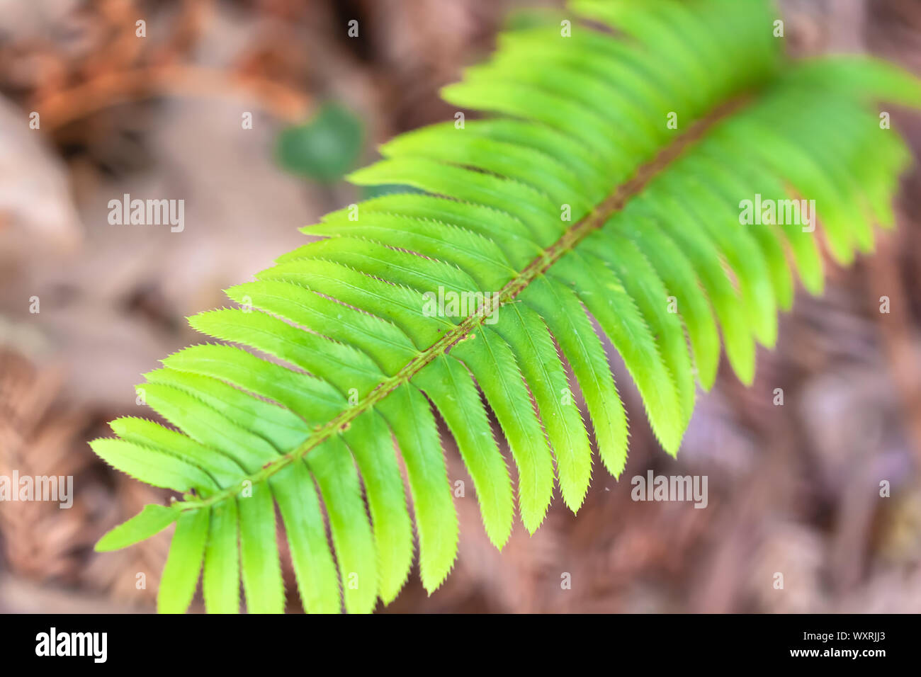 Seul l'ouest de l'épée de pennées Polystichum munitum Banque D'Images