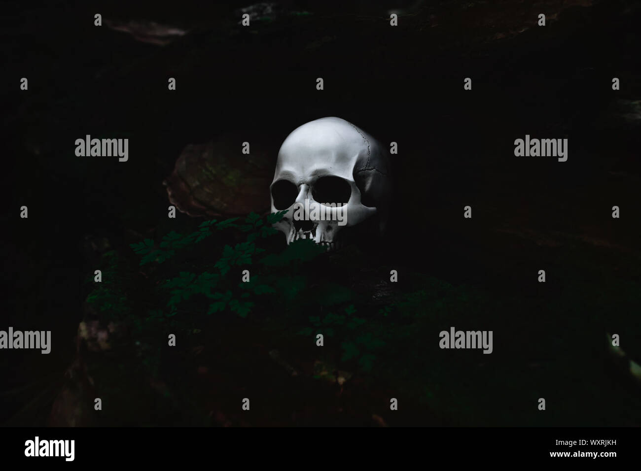 White crâne humain dans un dark forest nook, spooky et mystérieux, Halloween concept Banque D'Images