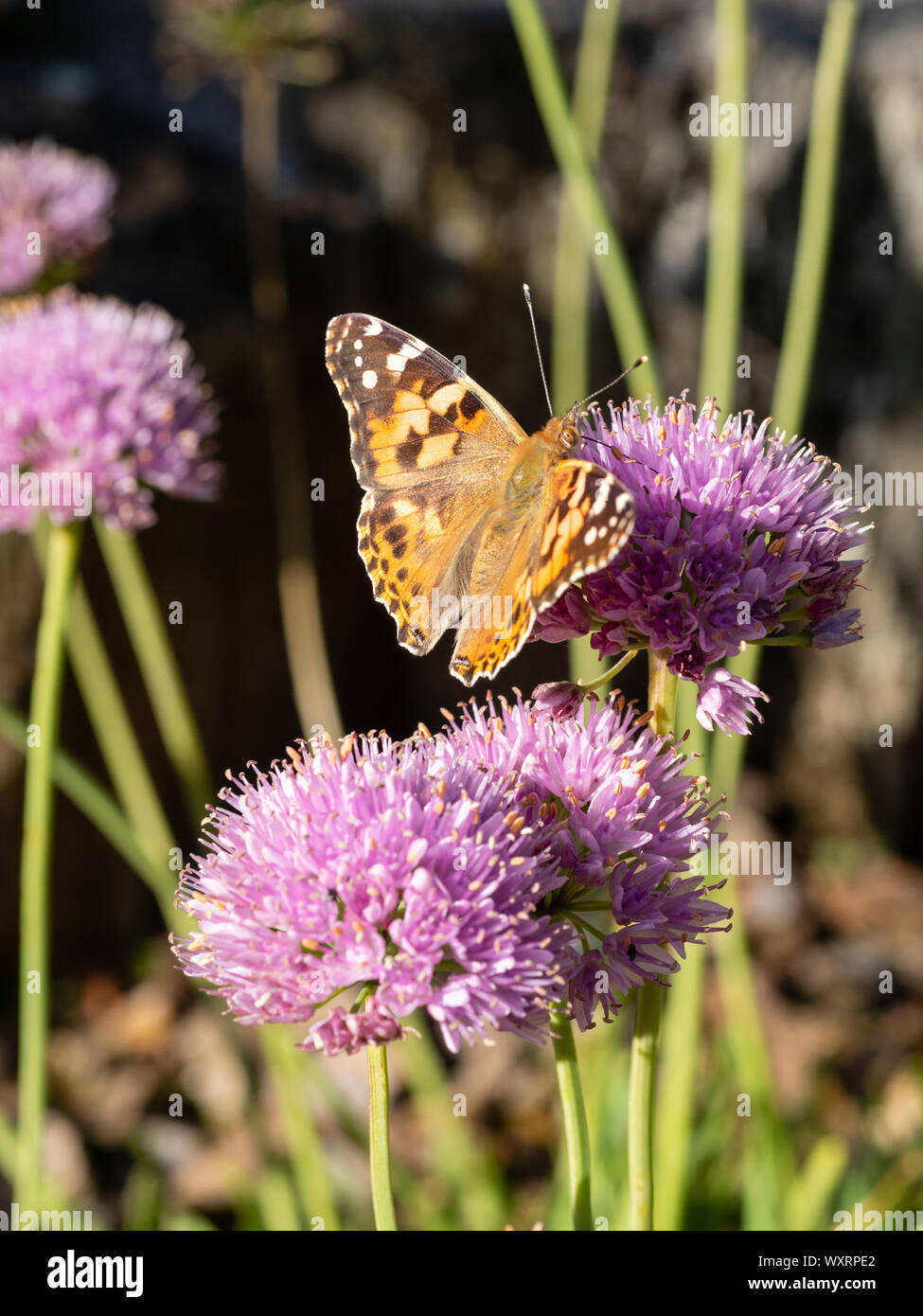 Papillon belle dame migrants au Royaume-Uni, Vanessa cardui, se nourrir de la tête sphérique de la ciboulette Allium senescens, vieillissement Banque D'Images