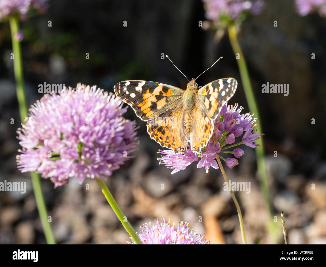 Papillon belle dame migrants au Royaume-Uni, Vanessa cardui, se nourrir de la tête sphérique de la ciboulette Allium senescens, vieillissement Banque D'Images