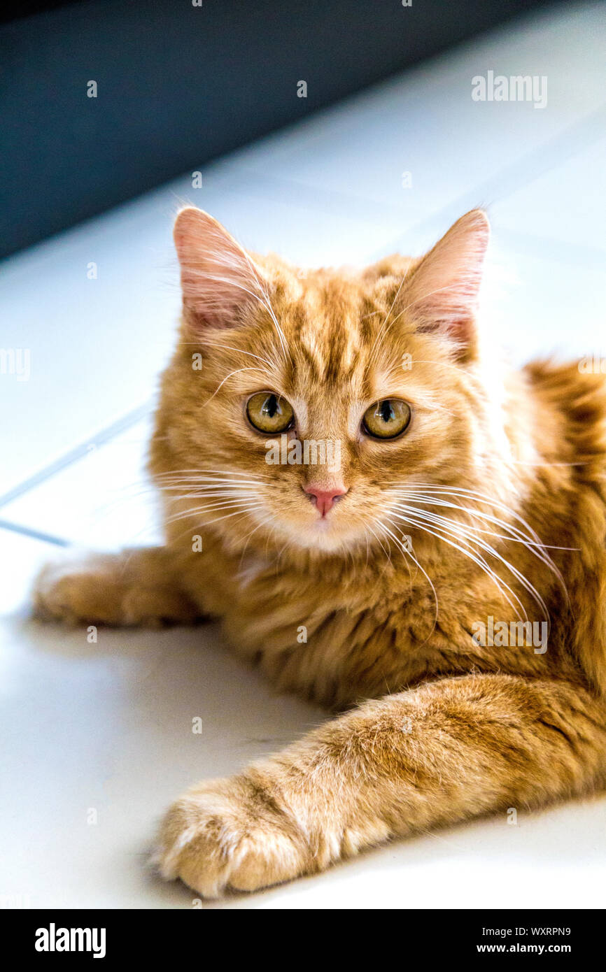 Close-up of ginger cat portant sur le plancher Banque D'Images