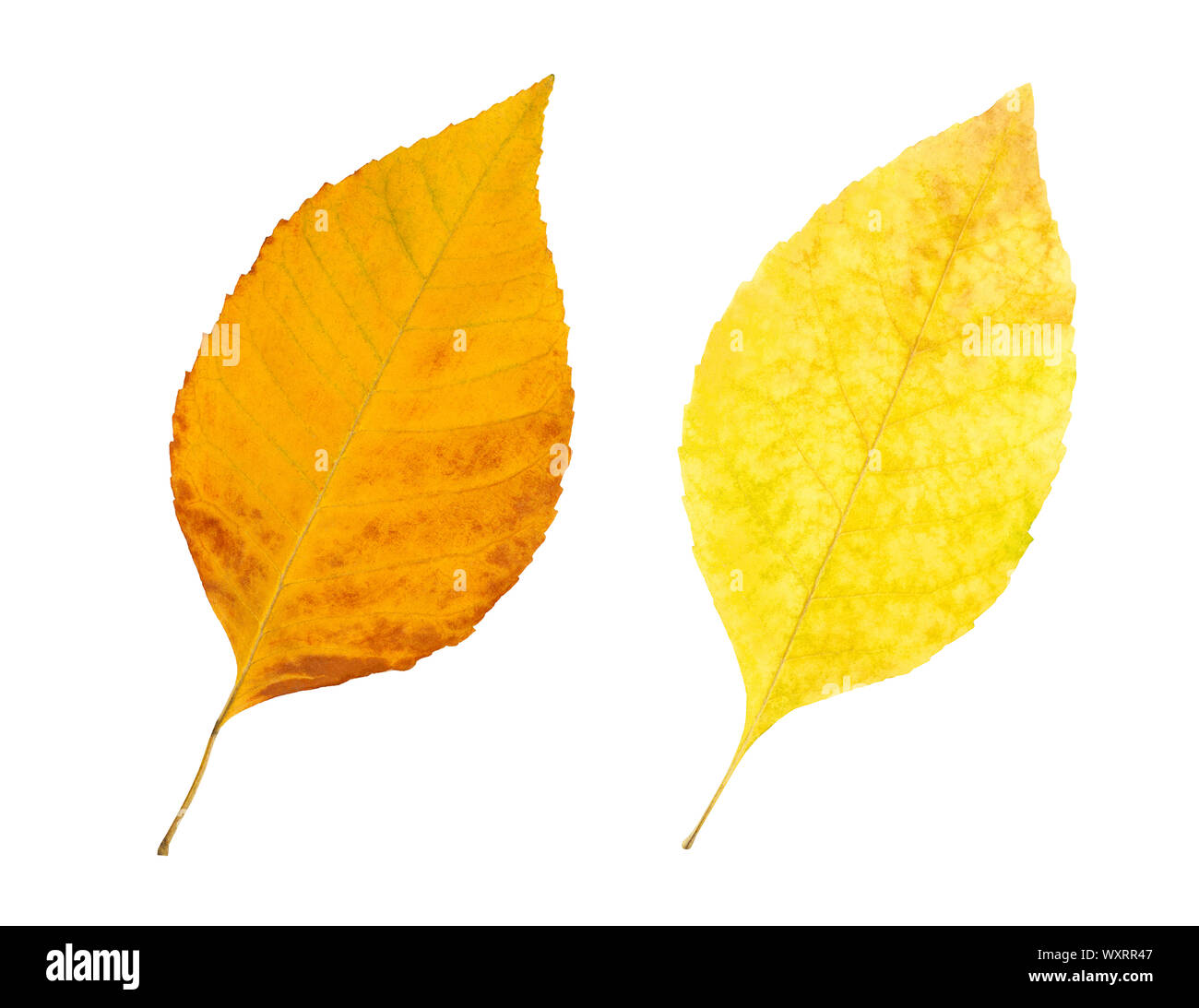 L'automne les feuilles isolées Banque D'Images