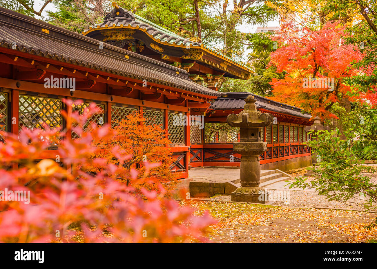 Couleurs d'automne et de feuillage en sanctuaire Nezu Gardens, l'un des plus vieux temple Shinto à Tokyo Banque D'Images