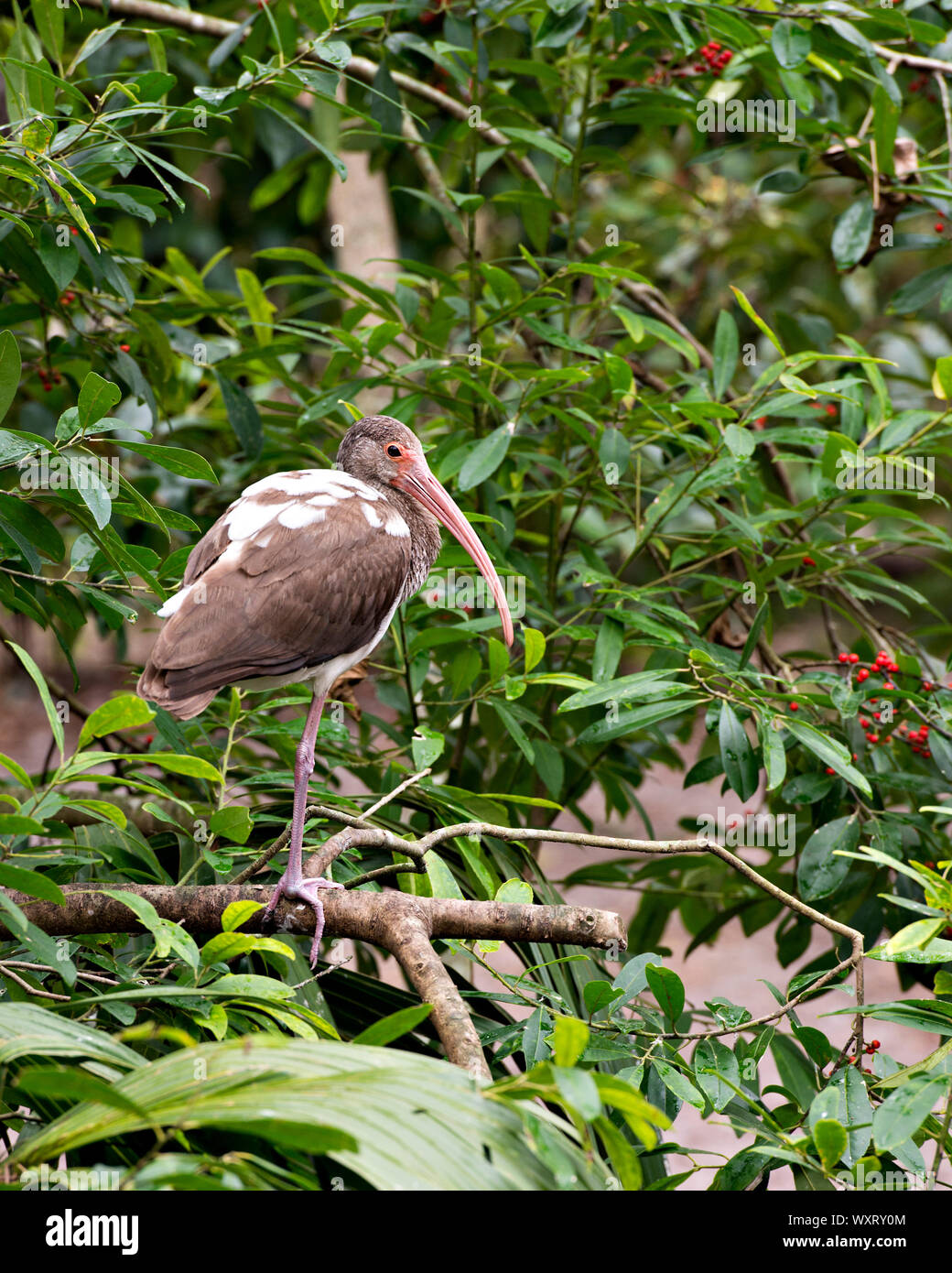 Ibis blanc d'oiseaux immatures se percher sur une branche dans son environnement et ses environs. Banque D'Images