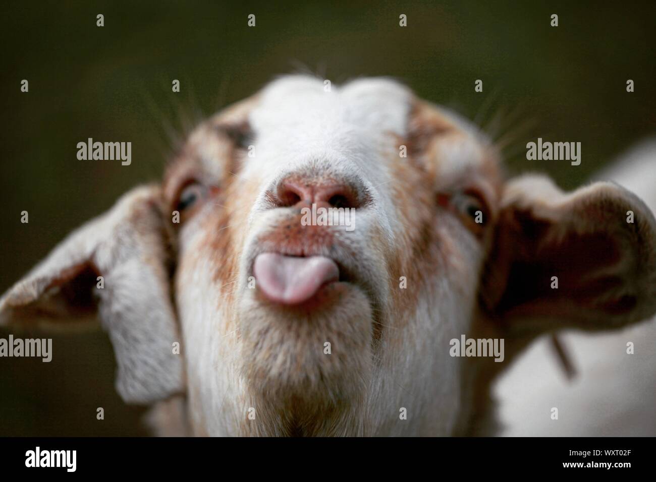 chèvre sortant de la langue Photo Stock Alamy