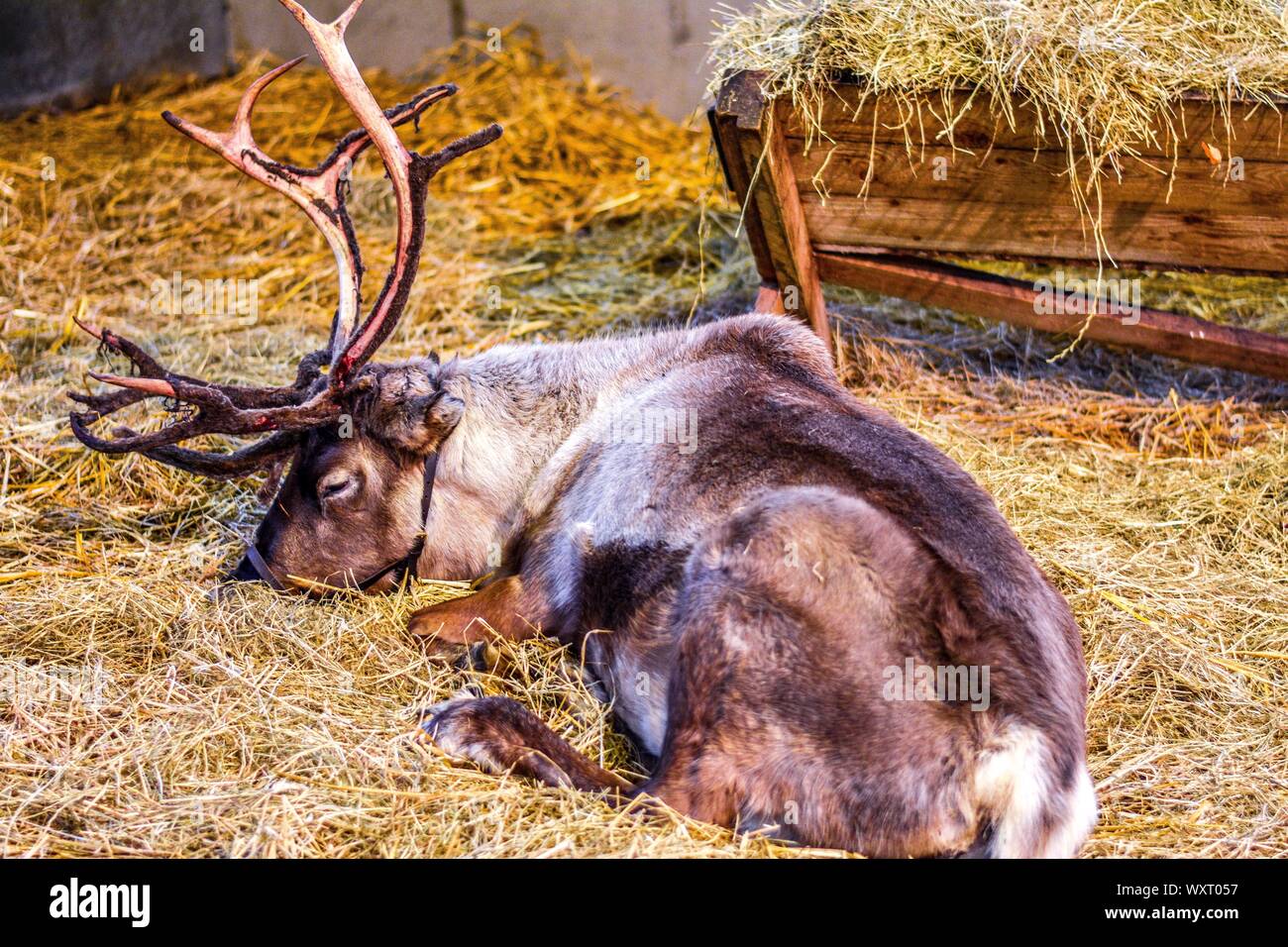 Rennes dormir dans une grange à foin se reposer avant Noël Banque D'Images