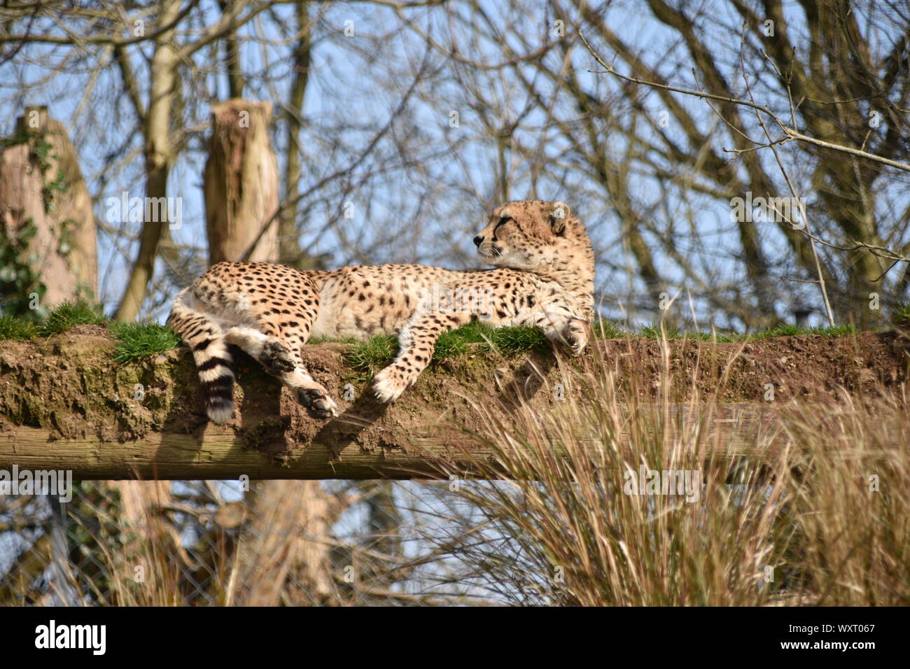 Le guépard se reposent au zoo Dartmoor Banque D'Images