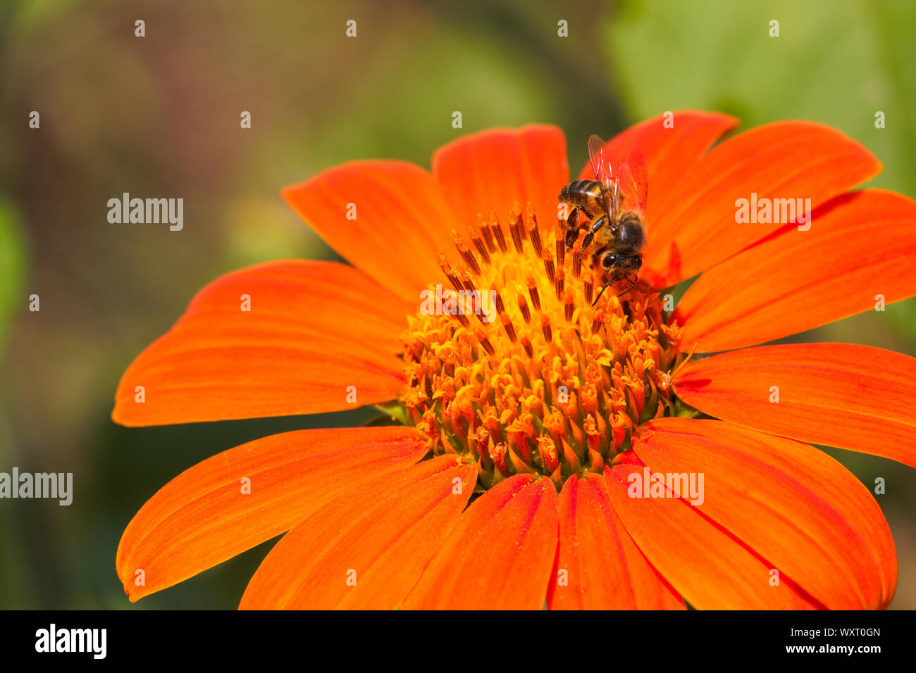 L'abeille africaine sur un tournesol rouge (Apis mellifera scutellata) Banque D'Images