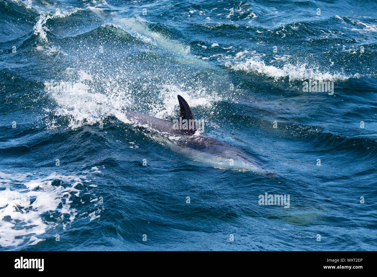 Rorqual à bosse, Megaptera novaeangliae, dans le nord ouest de l'océan Atlantique, Massachusetts, USA Banque D'Images