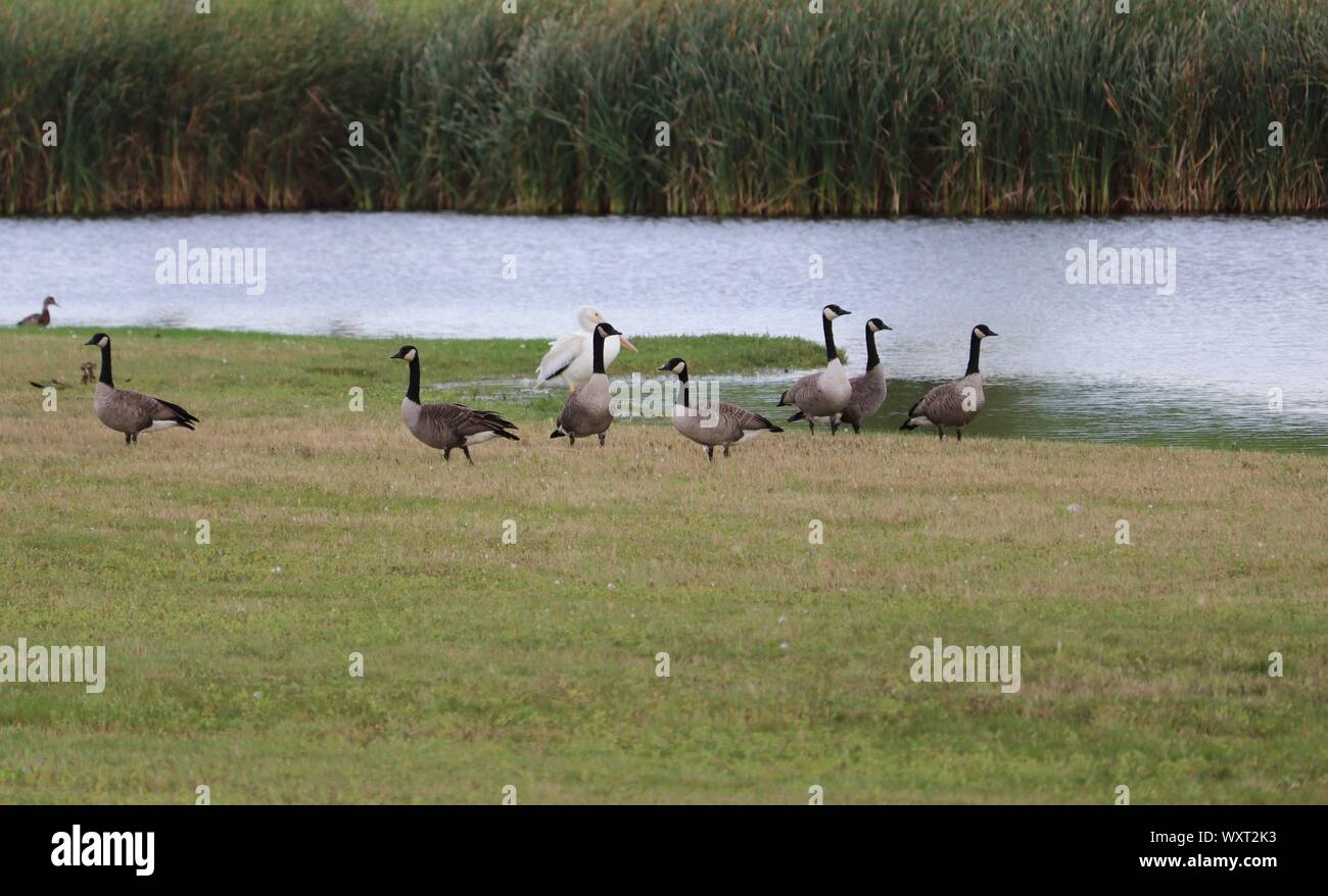 Les bernaches du Canada et les étang à Pelican. Banque D'Images