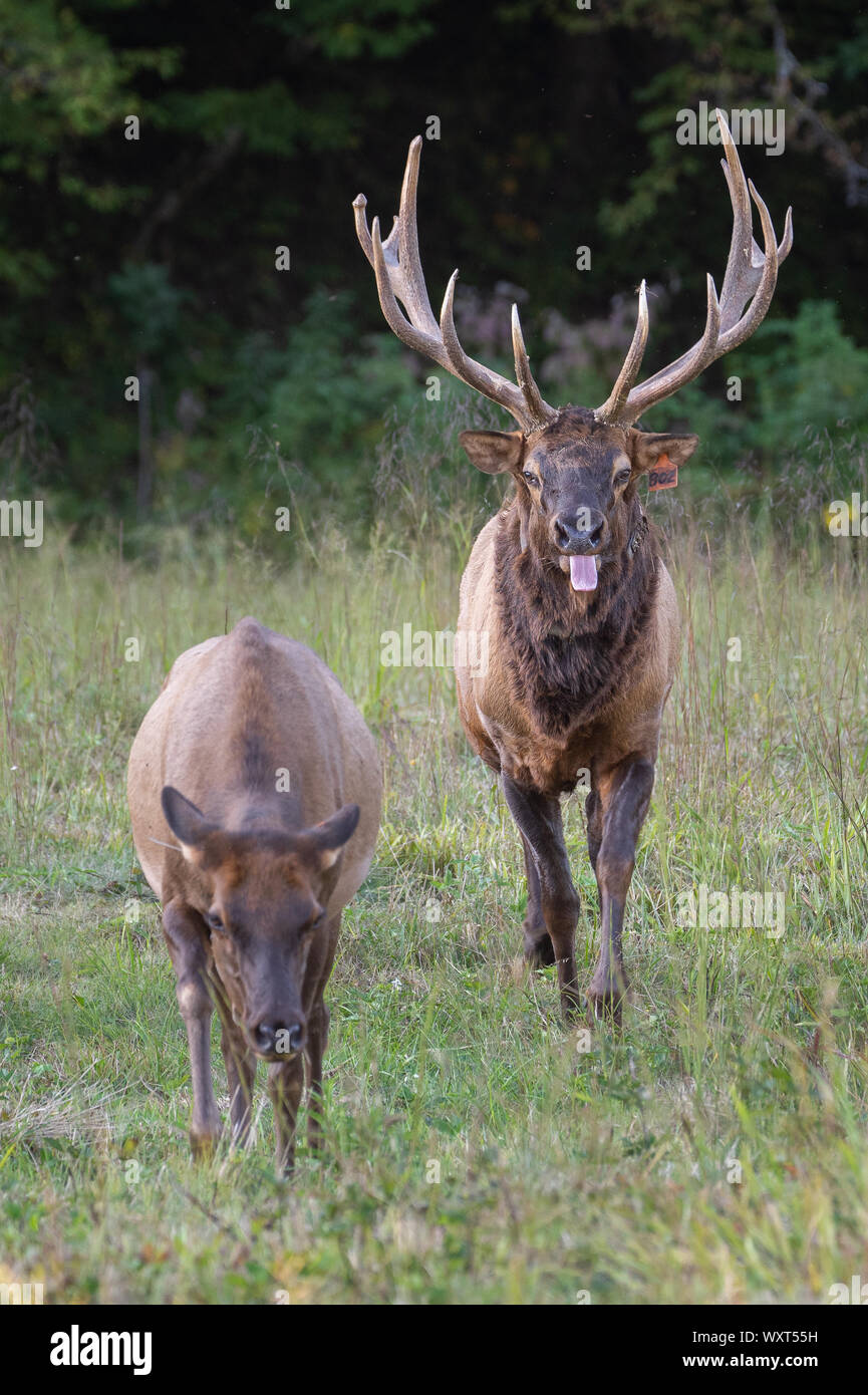 Bull Elk poursuivant une vache Wapiti Banque D'Images