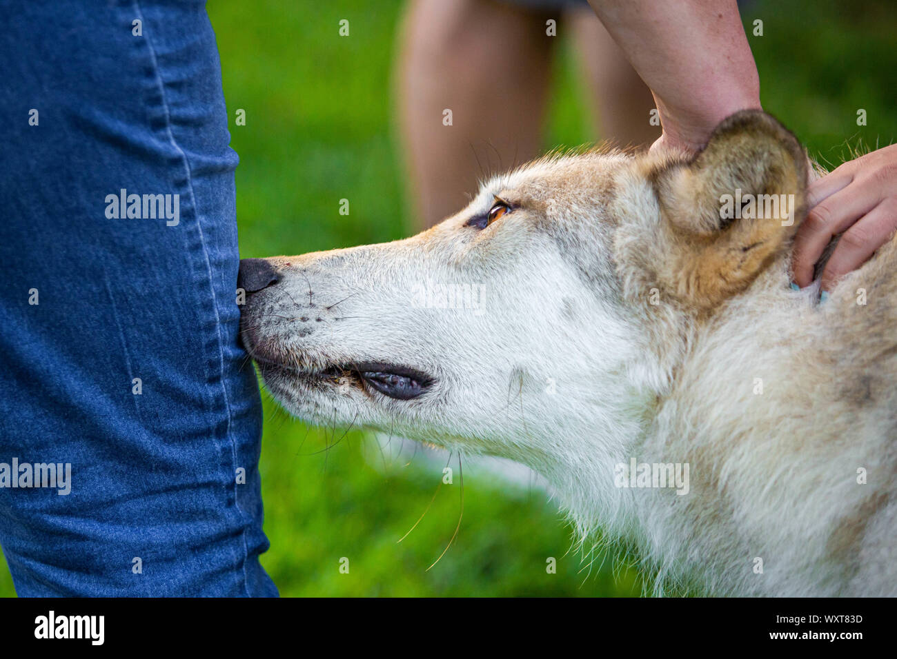 L'approche unique chien loup sympathique odeur de jambe Banque D'Images