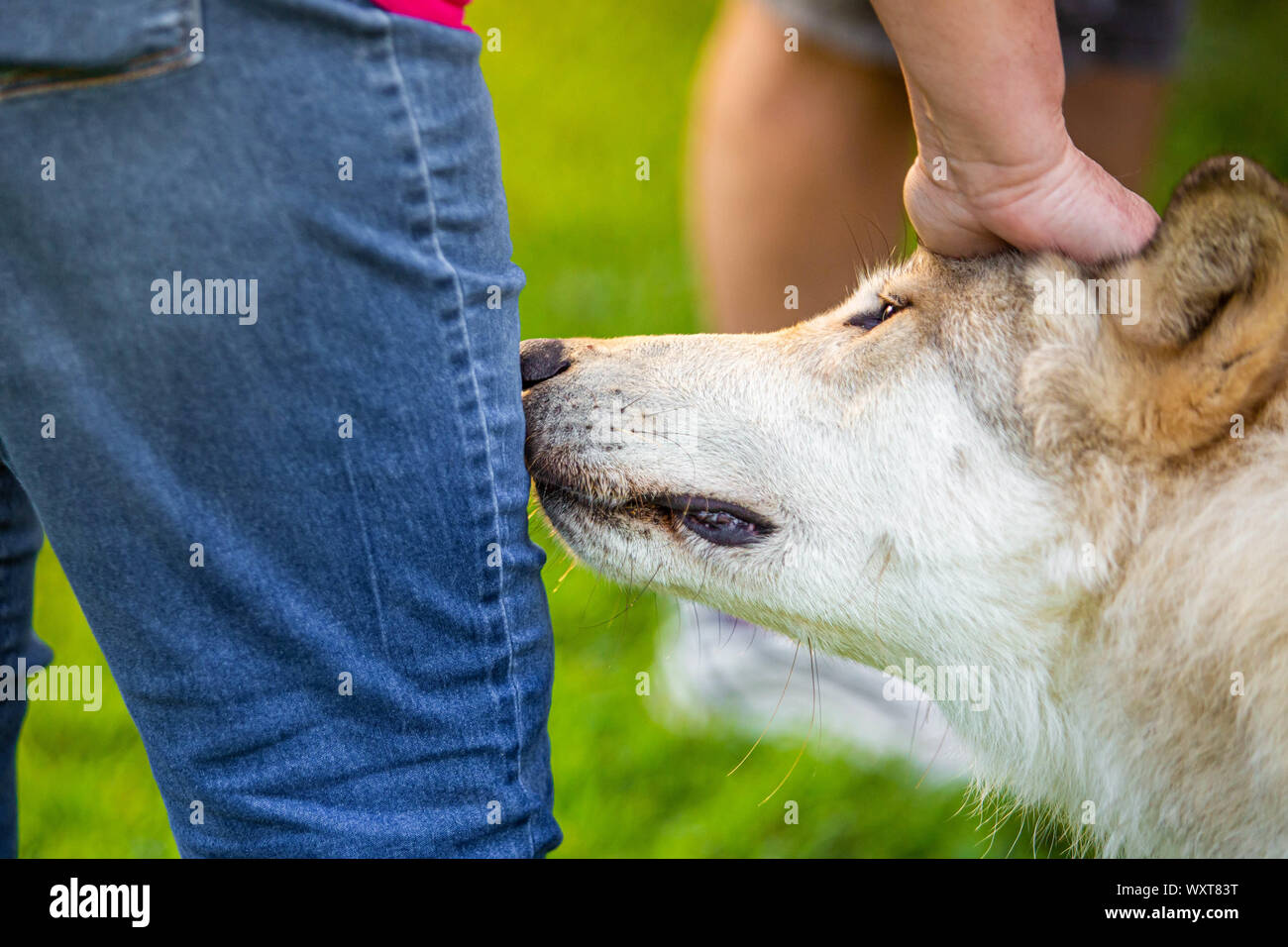 L'approche unique chien loup sympathique odeur de jambe Banque D'Images