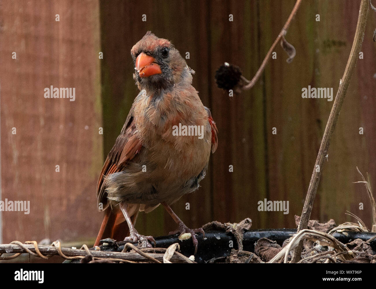 Se percher Banque D'Images