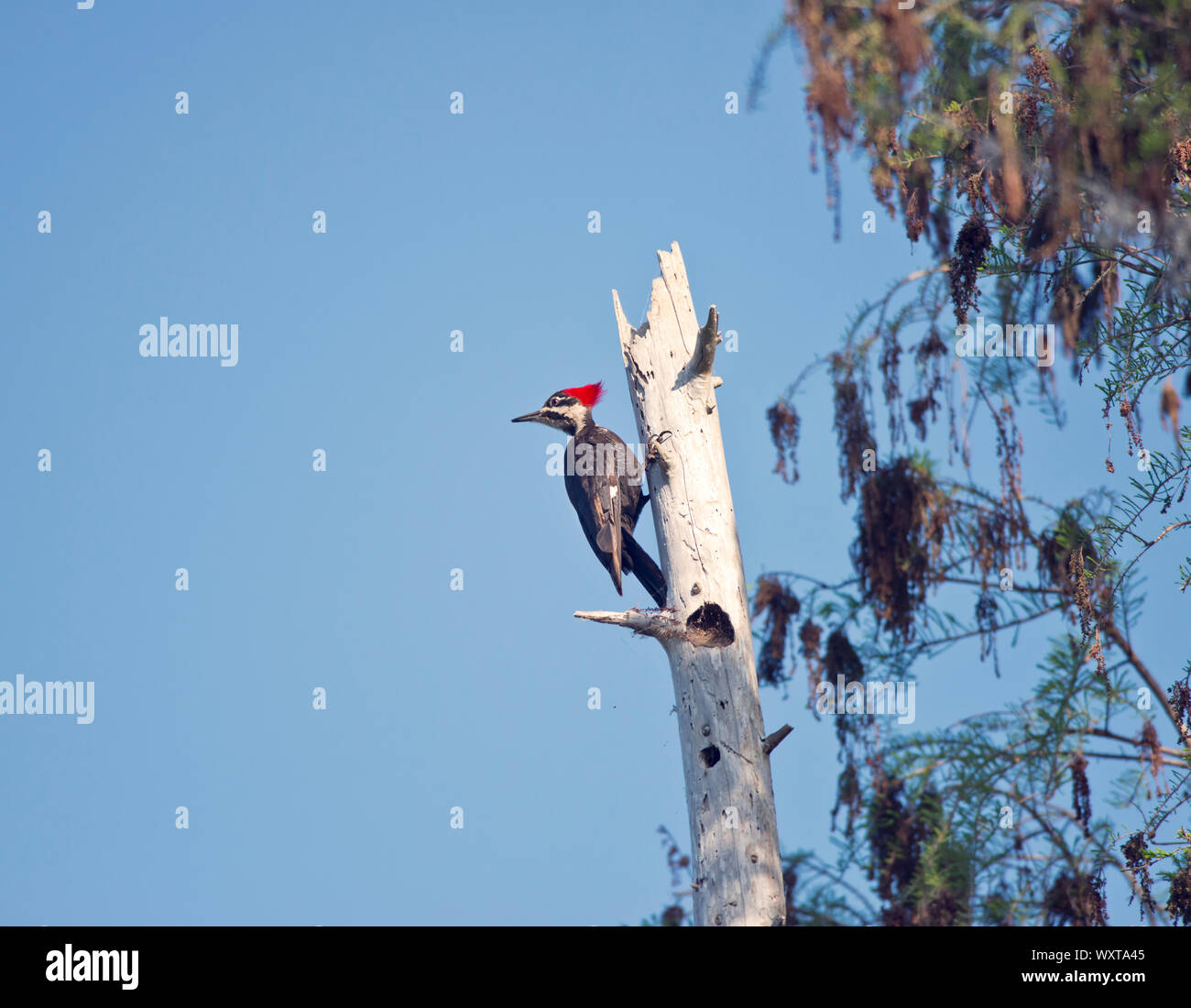 Grand Pic sur un arbre dans les zones humides de Floride Banque D'Images