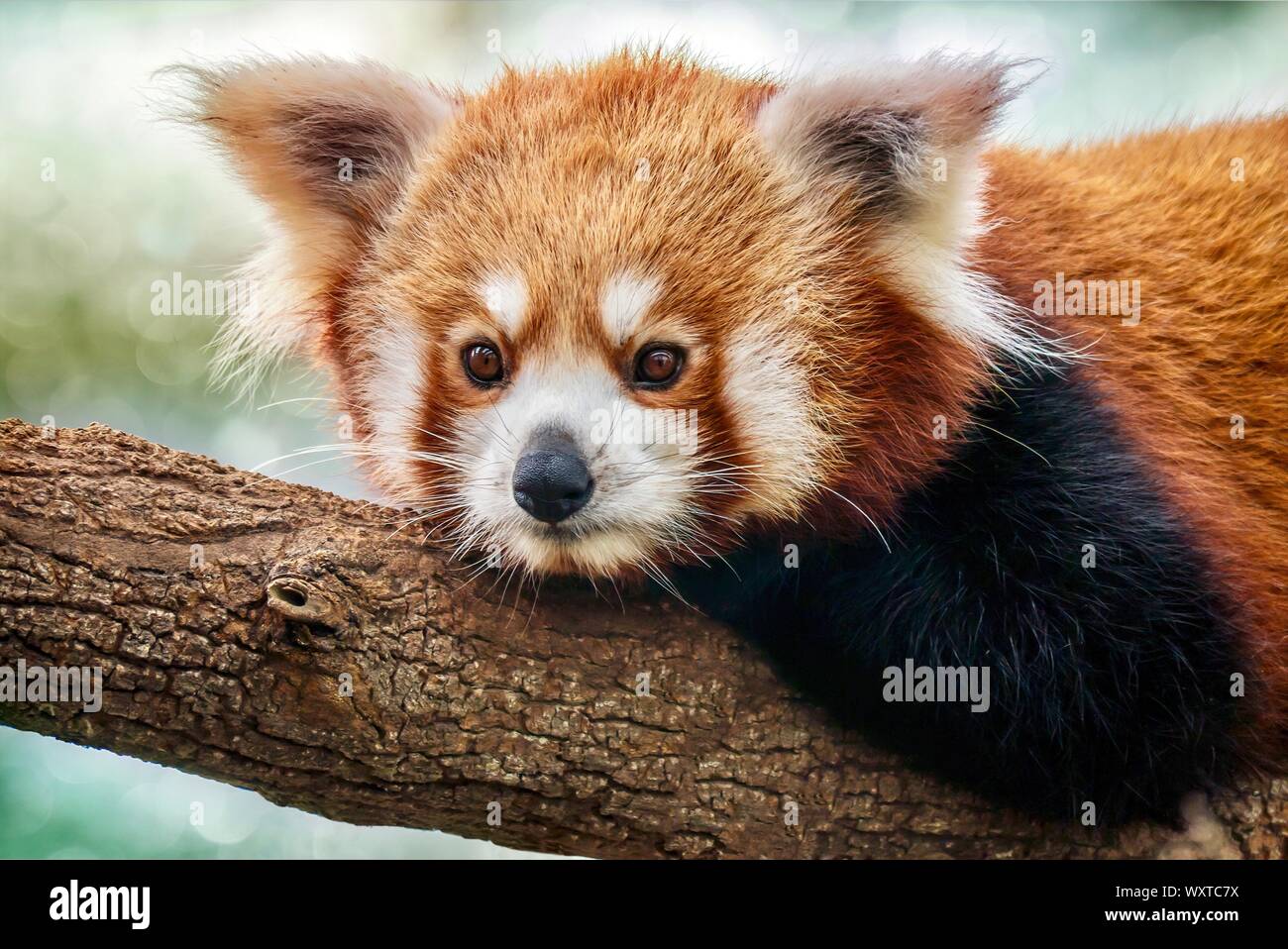 Un close-up portrait of a cute panda rouge (Ailurus fulgens) Amérique latine - détente sur une branche d'arbre. Banque D'Images