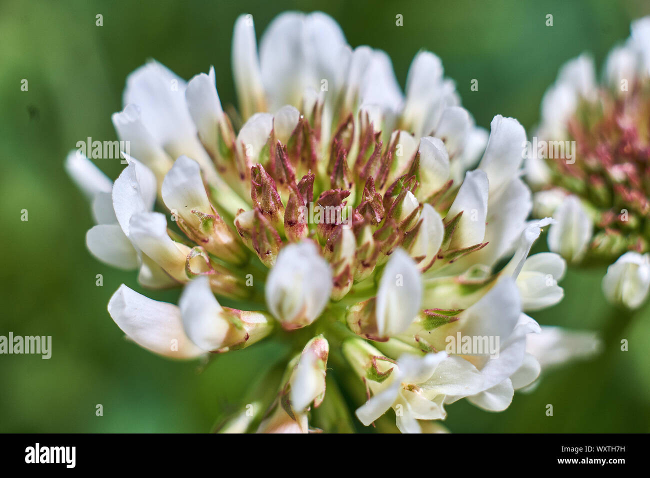 Joli plan macro sur une fleur de trèfle ! Banque D'Images