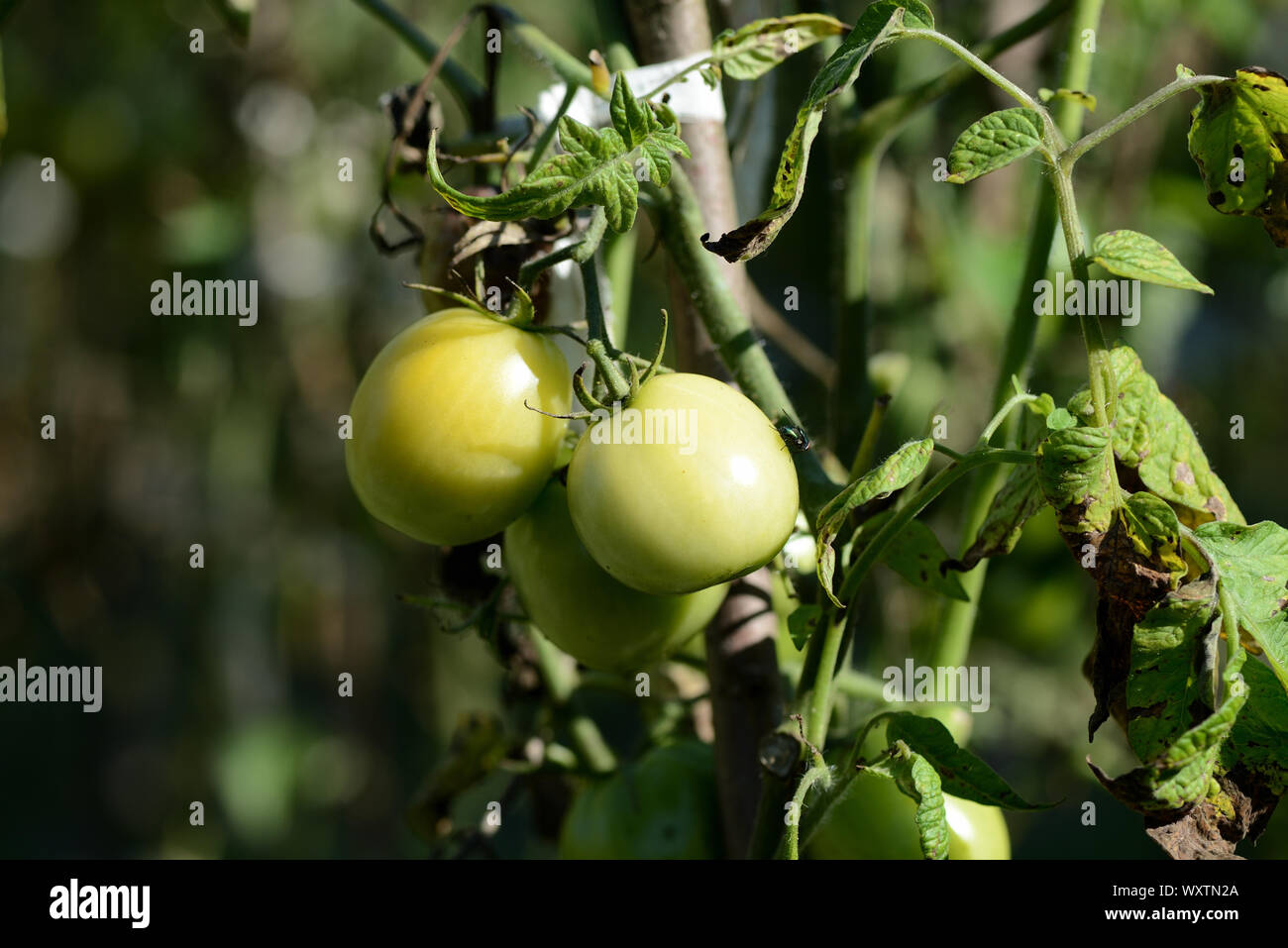 Les tomates vertes non mûres dans le jardin d'été. Les tomates vertes sur une branche close-up en journée ensoleillée Banque D'Images