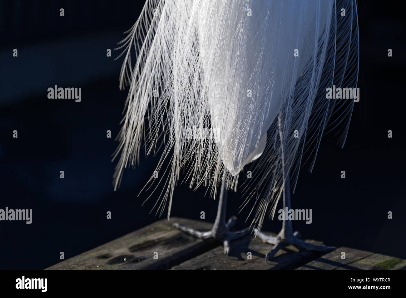 Les plumes blanches d'un héron blanc en plein désarroi Banque D'Images