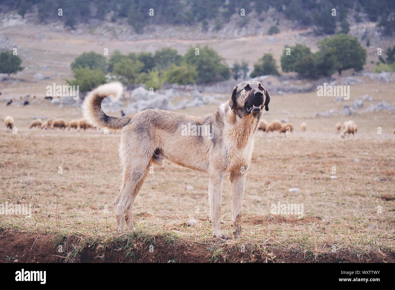 Chien De Berger Anatolien Photos Chien De Berger Anatolien