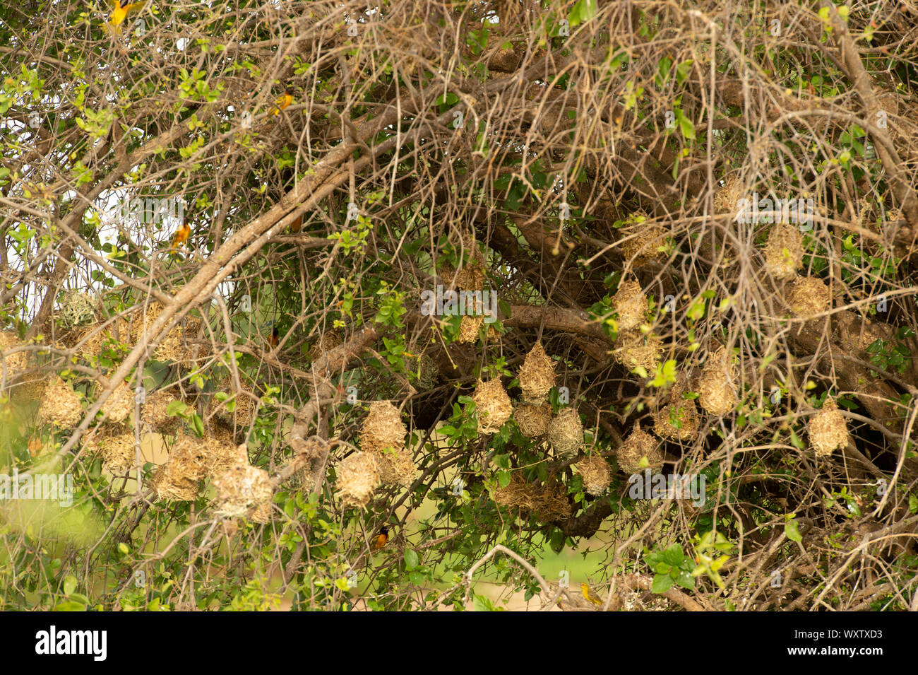 Nids d'Weavebirds couverte par la famille des Pycnonotidae, Burkina Faso, Afrique Banque D'Images