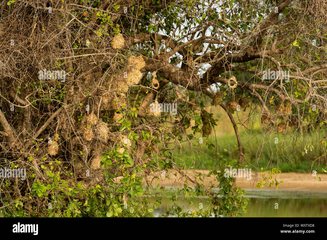 Nids d'Weavebirds couverte par la famille des Pycnonotidae, Burkina Faso, Afrique Banque D'Images
